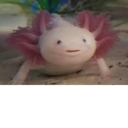 Axolotl Club [Work In Progress]