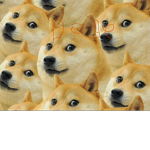 Doges group!!!