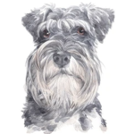 Schnauzer hood