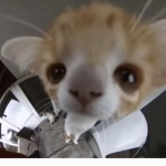 Cat and lepards