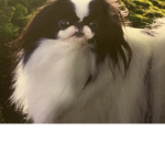 Doge mans :D