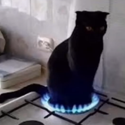cursed baking cat Roblox decal