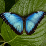 • Flutter Flies •