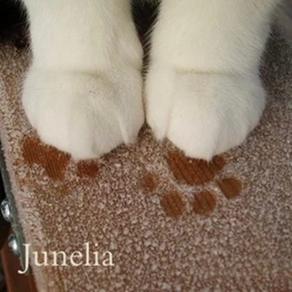 Junelia Roblox group icon