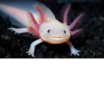 Only axolotl