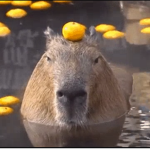 capybara fans :D