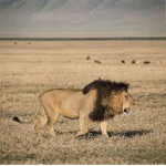 #Lion'sPride