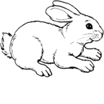 We are the bunny family
