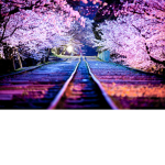 Cherry Blossoms Group :)