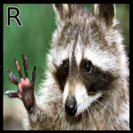 Raccoon Studios.