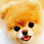 Regalo robux :>