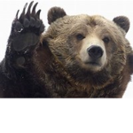 Bear sq