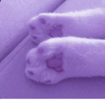 。cutie cats。
