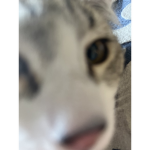 Cat.Kiki.