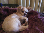 Chihuahua dog ppl