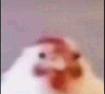 raw chicken group