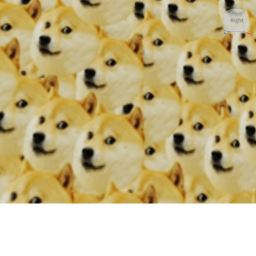 The Doge Hangout Place!