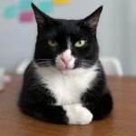 bludcat