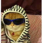 kool kat klothing