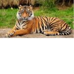 The Wild Roblox Tigers