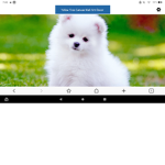 Pomeranian ##### Fan Club