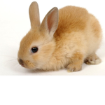 Rabbits/bunnies united