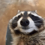 +bOnk+