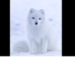 Artic Fox Fire