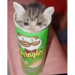 Catsarecute :)