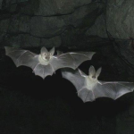 bat †