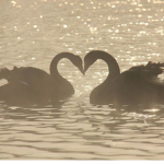 ~ raes angels~