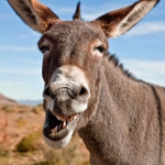 DumbDonkey