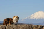 imisscopies Group Thumbnail