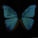 NMMMC