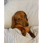 The dachshund people