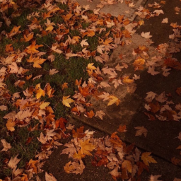 ꒰  🍂 ꒱