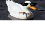 Alon bananas meme and duck club.