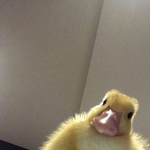 Waddling
