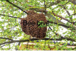 Bees rule the World