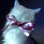 LOVELY CATS ARE THE BEST