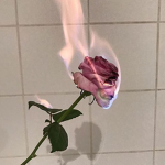 burnt rose clothing