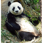 The Panda Team!!!