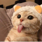 Hewo Friends :O