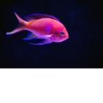 BEST FISH GANG