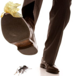 ants sucks