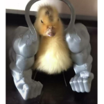 Duck Asociation