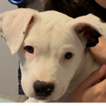 Puppy Krew!