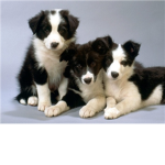 Doggy Lovers Plz Join :3
