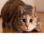 catop