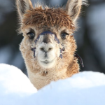 Llama Land Gaming